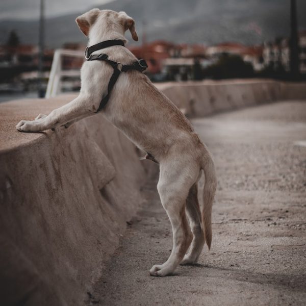 Hund finden mit GPS-Tracker